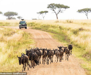 Read more about the article DO Follow the Herd: ‘World’s First’ AI Animal Tracker Predicts the Movements of Africa’s Great Migration Up to 12 Months in Advance