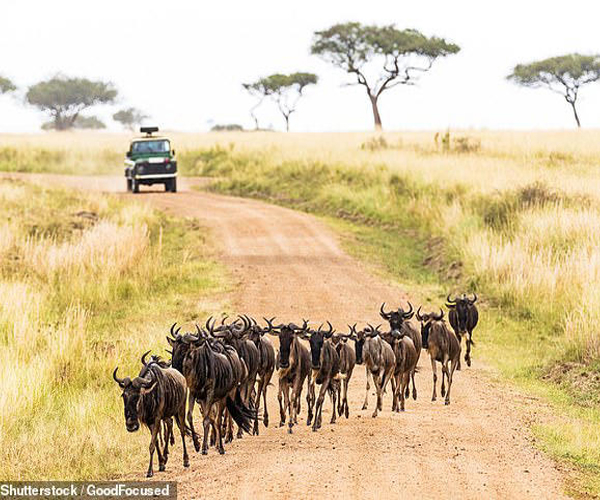 Read more about the article DO Follow the Herd: ‘World’s First’ AI Animal Tracker Predicts the Movements of Africa’s Great Migration Up to 12 Months in Advance