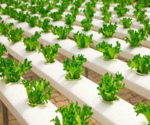 Read more about the article Sweden Grows Vegetables in Supermarkets Using AI and Hydroponics