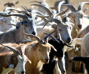 Read more about the article AI Detects Pain in Goats